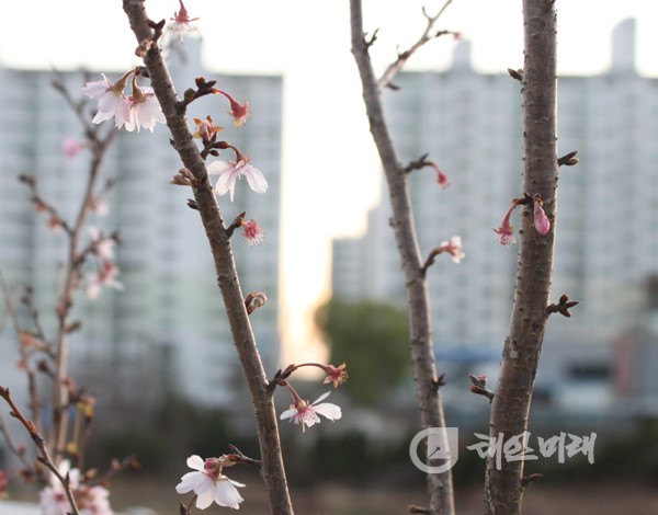 시절을 모르는 나무가 겨울에 꽃을 피웠다.(태안읍 평천리/2011.12.3)
