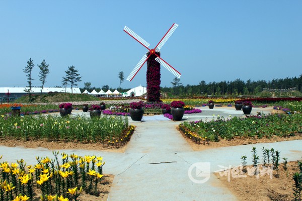 ▲20일부터 다음달 1일까지 12일간 남면 신온리 일원 26만m³에서 "2012" 태안 백합꽃축제가 열린다.