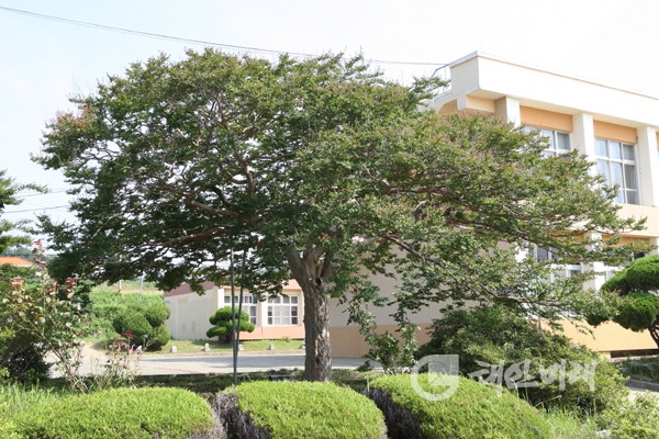 ▲태안군은 원북면 마산리 원이중학교에 우치한 수령 200년의 배롱나무를 보호수로 지정했다.