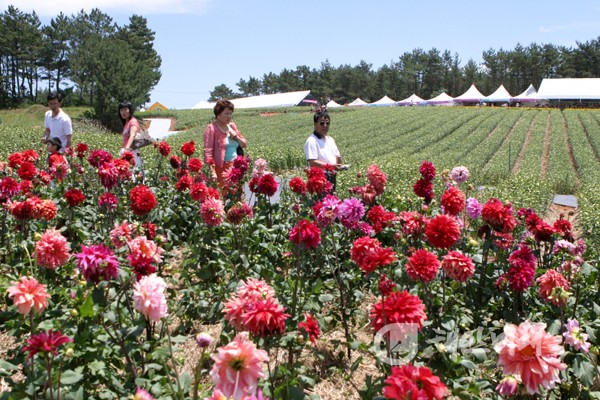 오는 24일부터 다음달 31일까지 38일간 태안군 남면 신온리 일원에서 '2012 태안 다알리아 꽃축제'가 개최된다.