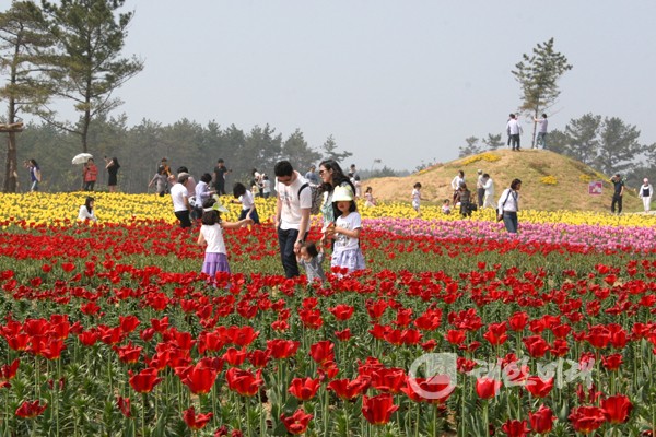 오는 25일부터 내달 9일까지 15일간 태안반도에서 치러지는 ‘2013 태안 튤립 꽃 축제’가 대중들의 관심을 뜨겁게 받고 있다. 사진은 지난해 튤립 축제 모습.