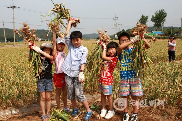 태안군은 태안의 대표 농특산물인 6쪽마늘 캐기 체험을 6월 15일부터 이틀간 실시한다. 사진은 지난해 마늘캐기 체험 모습