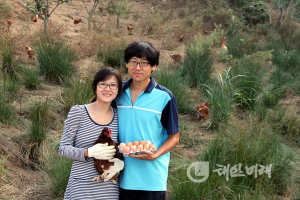 심다누팜 농장지기 김성한(34ㆍ오른쪽)씨와 그의 아내 이 심(34)씨가 자연방목해 기르고 있는 닭과 유정란을 들어 보이고 있다. 김씨 부부 뒤편으로 자유롭게 돌아다니는 닭들이 풀과 지하수를 먹고 있다.