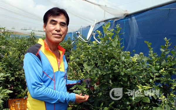 지난달 30일 김중규(64ㆍ태안읍 남산1리)씨가 자신의 블루베리농원에서 수확기를 맞은 블루베리를 따고 있다.