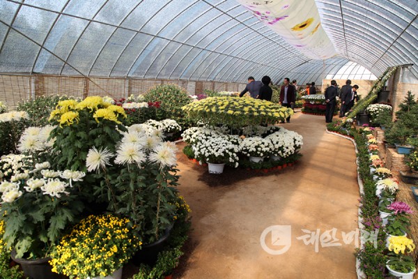 태안군은 오는 24일부터 내달 2일까지 10일간 천리포수목원 밀러가든 일원에서 가을꽃 향기로 그윽한 ‘태안 가을꽃 전시회’를 개최한다. 사진은 지난해 가을꽃 전시회 모습.