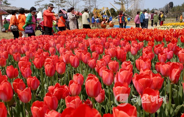 태안 꽃 축제가 올해 유료관람객 60만명을 목표로 개장 준비에 한창이다. 사진은 지난해 꽃 축제 모습.